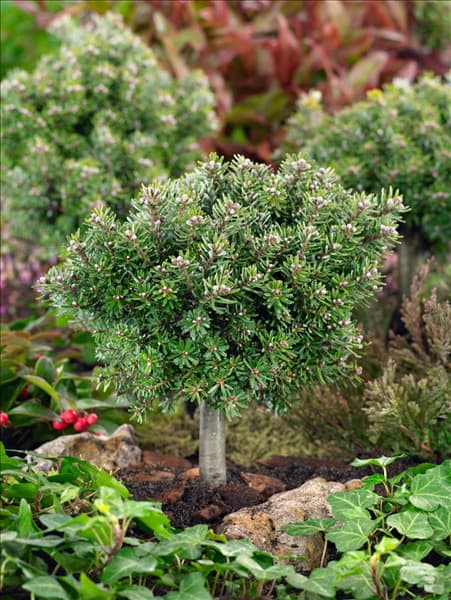 Abies koreana Silberperle