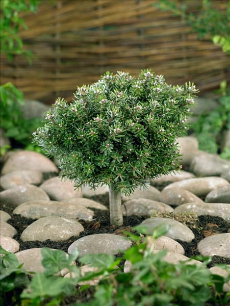 Abies koreana Silberperle