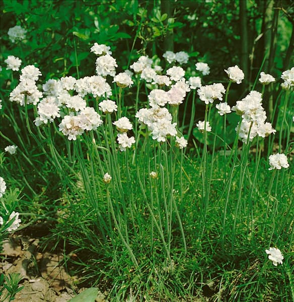 ARMERIA MARITIMA ALBA