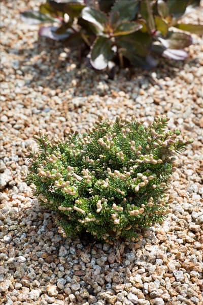 Abies koreana Silberperle