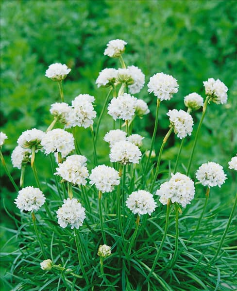 Armeria maritima Alba