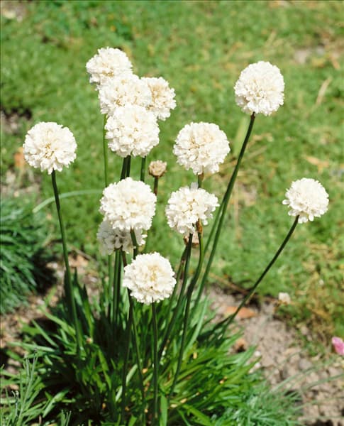 Armeria maritima Alba