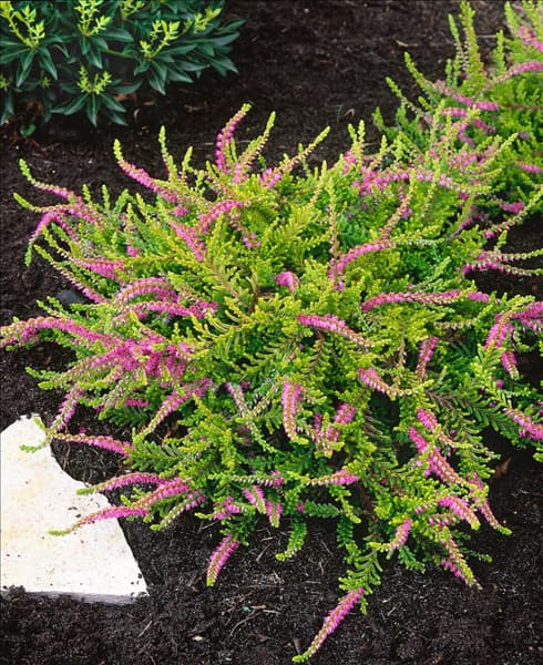 Calluna vulgaris Wickwar Flame