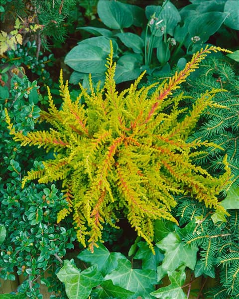 Calluna vulgaris Wickwar Flame