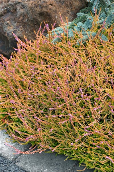 Calluna vulgaris Wickwar Flame