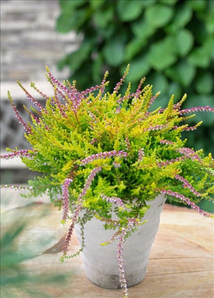 Calluna vulgaris Wickwar Flame