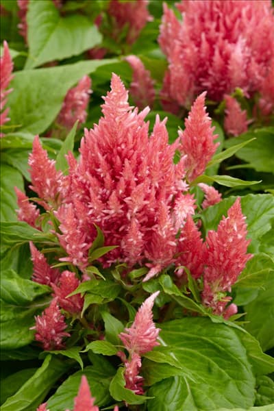Celosia argentea var. cristata Icecream Peach