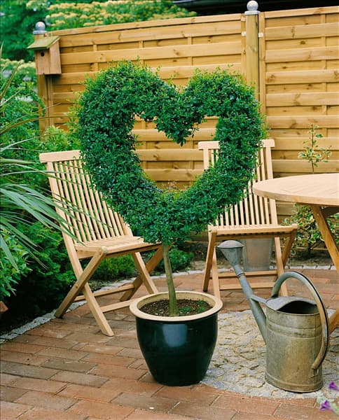 Buxus sp. / Formschnitt