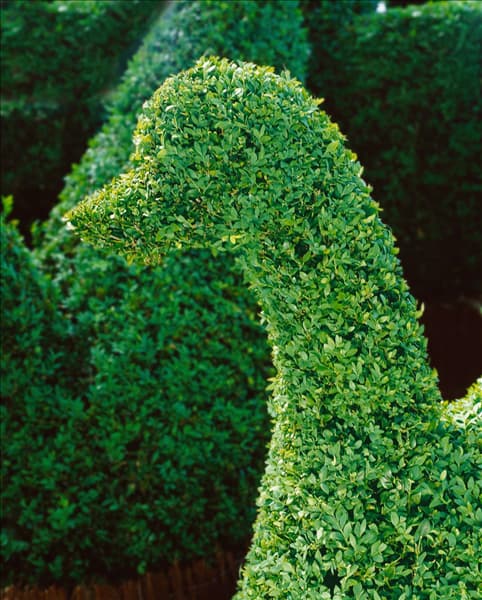 Formschnitt / Buxus sempervirens
