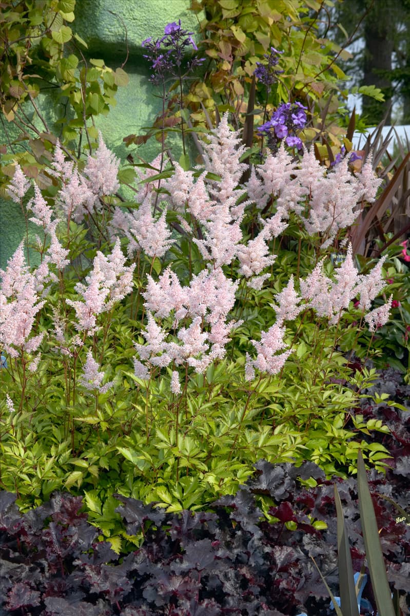 Astilbe japonica