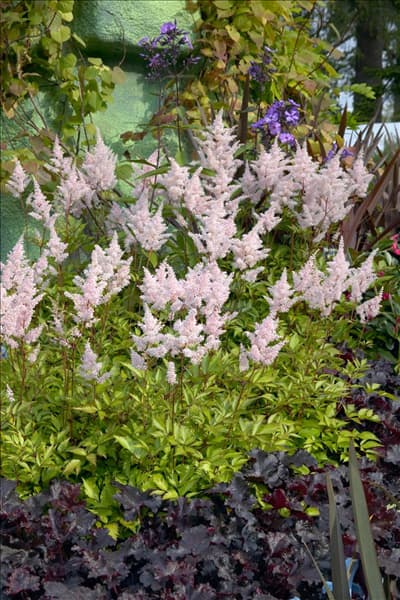 Astilbe japonica