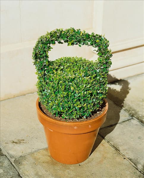 Buxus microphylla var. japonica / Form Schnitt