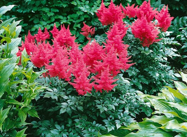 Astilbe japonica Bonn