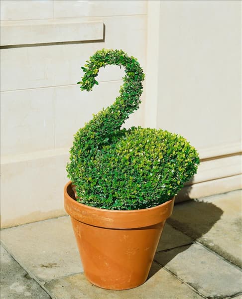 Formschnitt / Buxus microphylla var. japonica