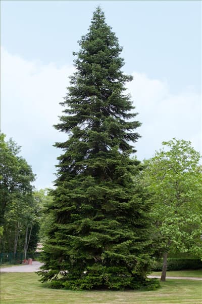 Abies nordmanniana