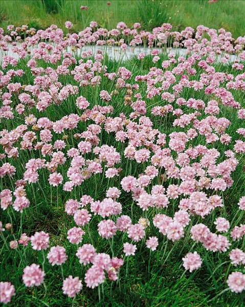 ARMERIA MARITIMA