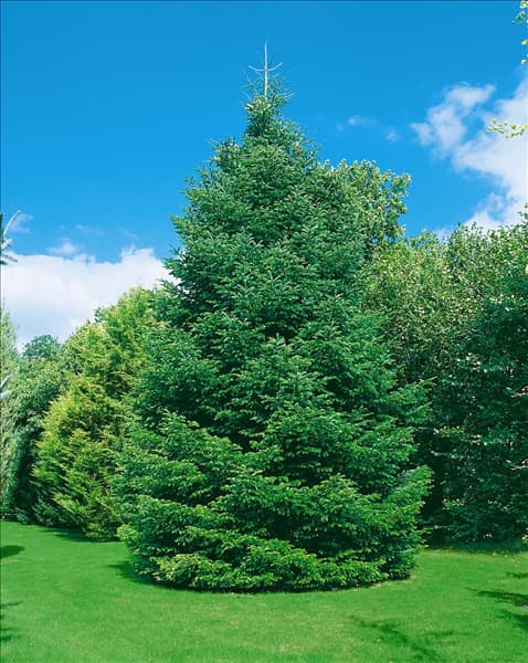 Abies nordmanniana