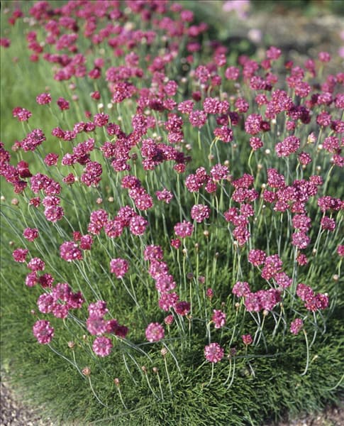 Armeria maritima Düsseldorfer Stolz