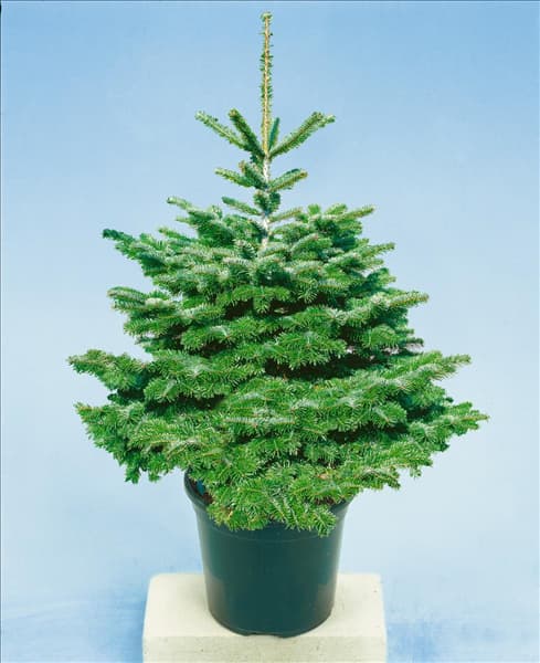 Abies nordmanniana
