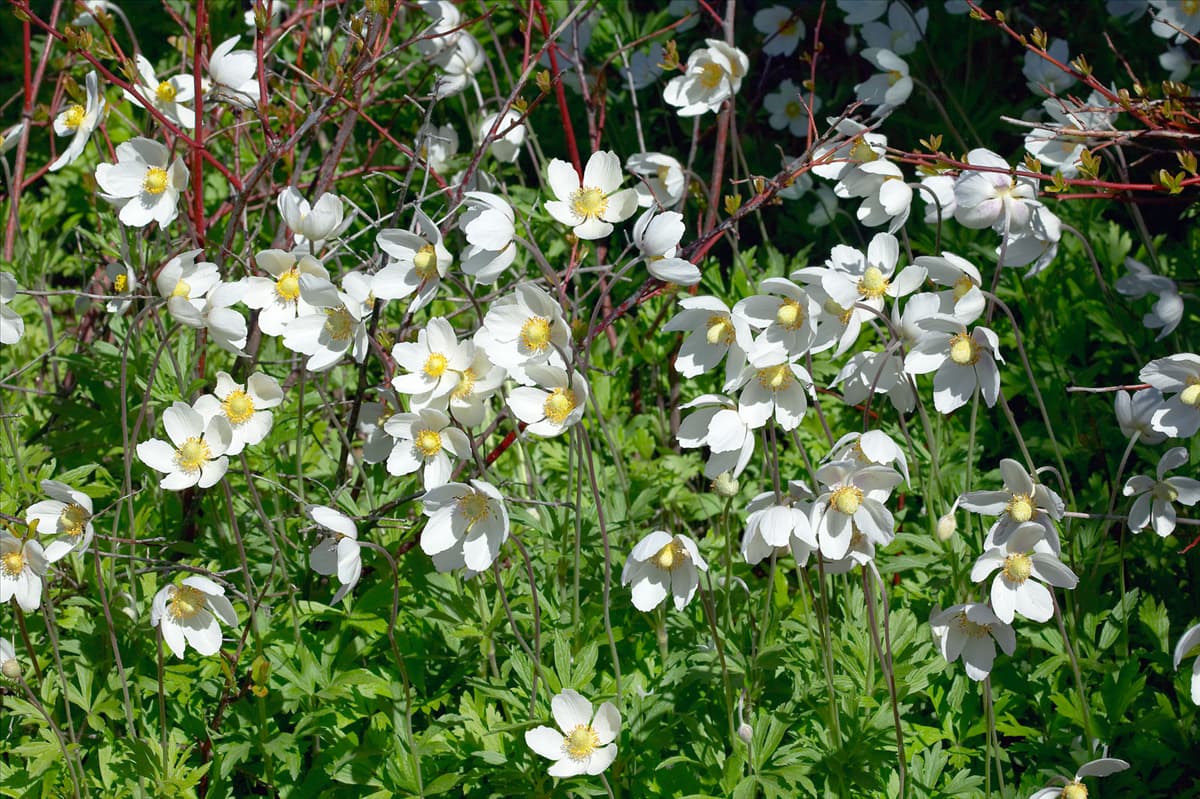 Anemone sylvestris