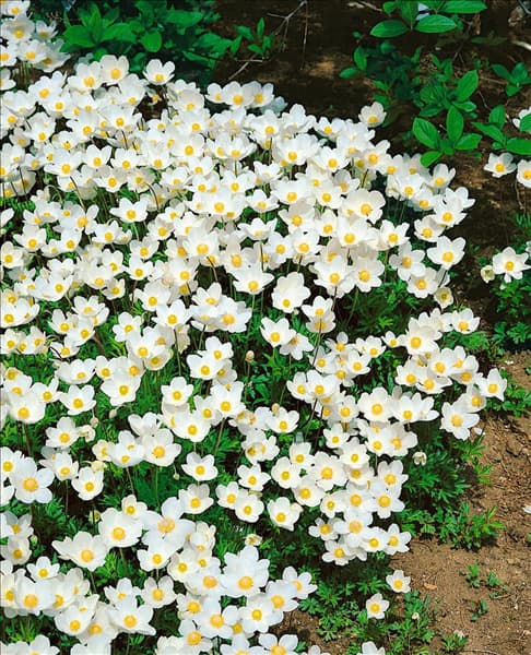 Anemone sylvestris