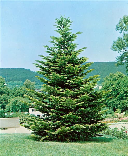 ABIES NORDMANNIANA