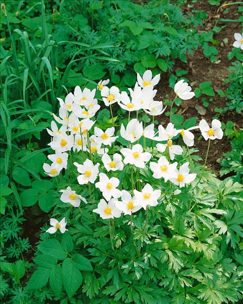 ANEMONE SYLVESTRIS