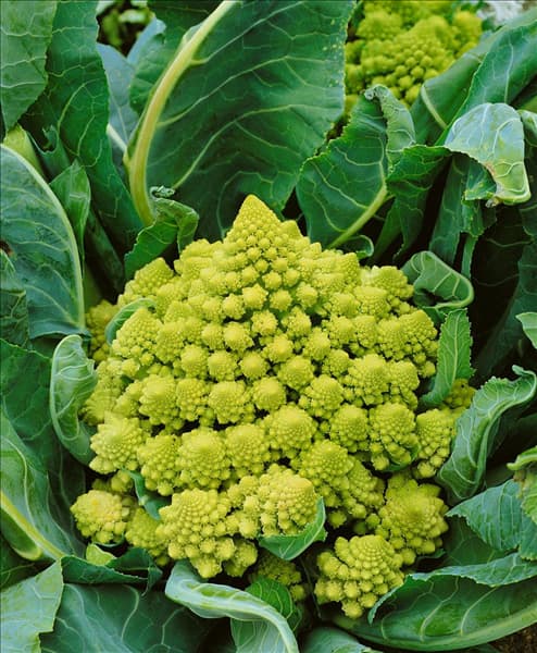 Brassica oleracea var. botrytis Romanesco
