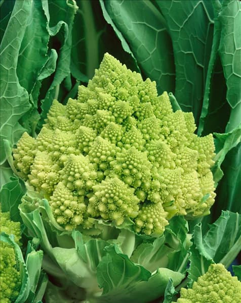 Brassica oleracea var. botrytis Romanesco Minaret