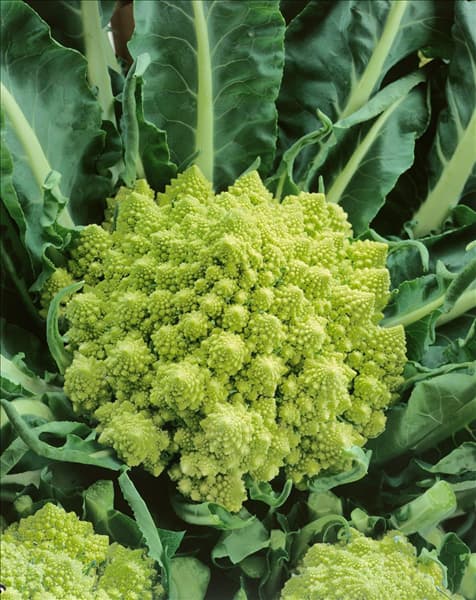 Brassica oleracea var. botrytis Romanesco Late