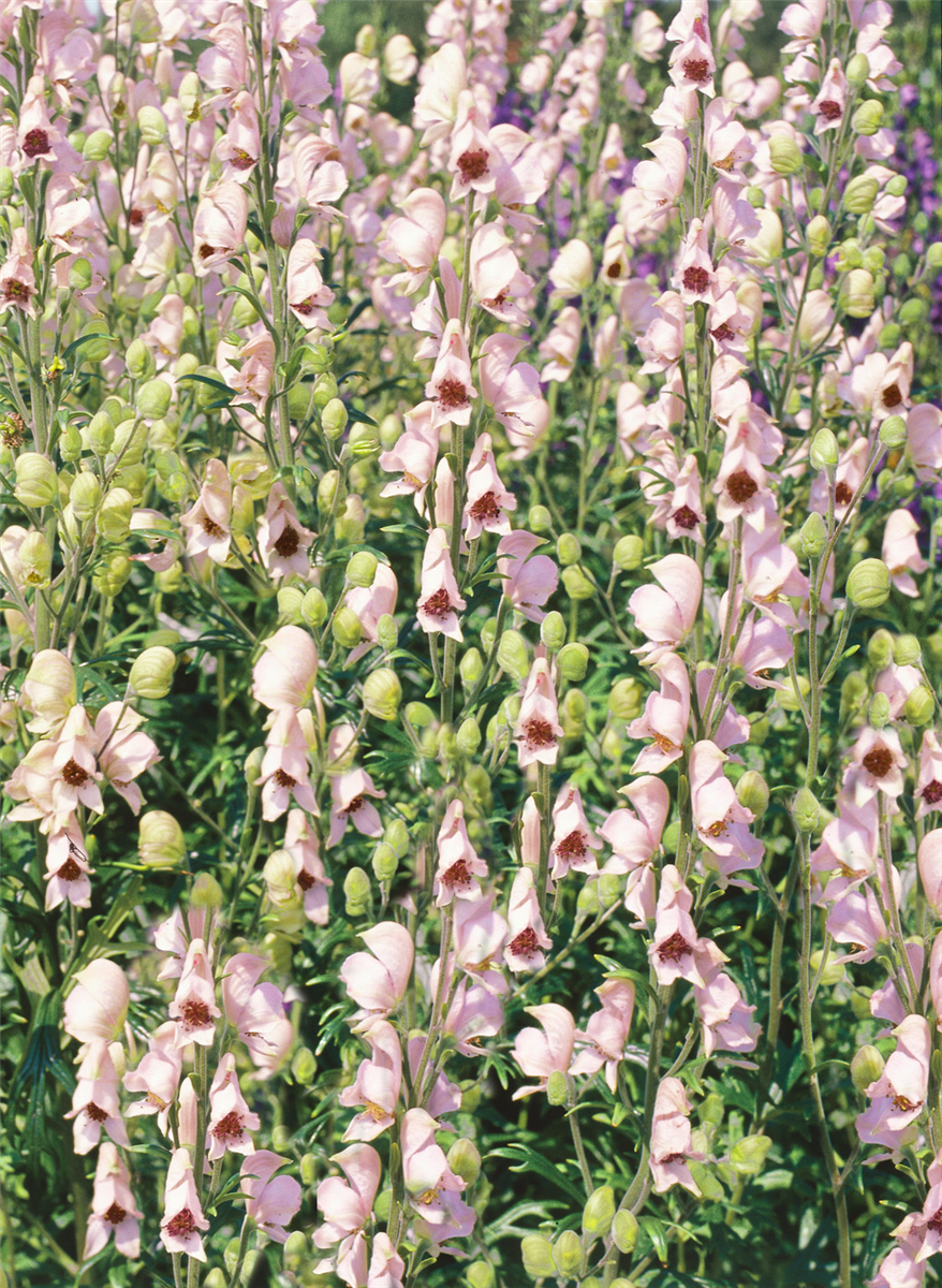 Aconitum napellus Rubellum