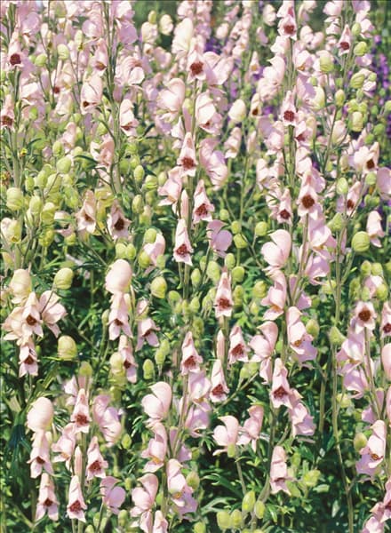 Aconitum napellus Rubellum