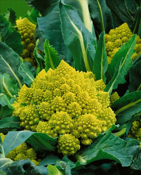 Brassica oleracea var. botrytis Romanesco Natalino