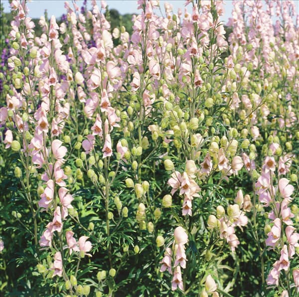 Aconitum napellus Rubellum