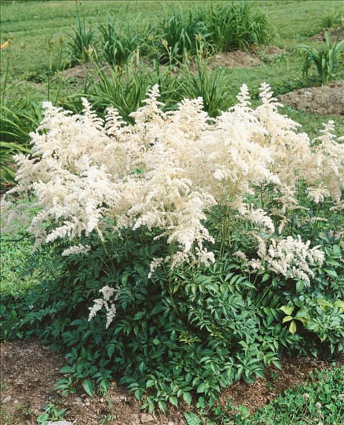 ASTILBE JAPONICA GLADSTONE
