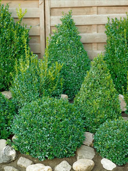 Buxus sempervirens Arborescens