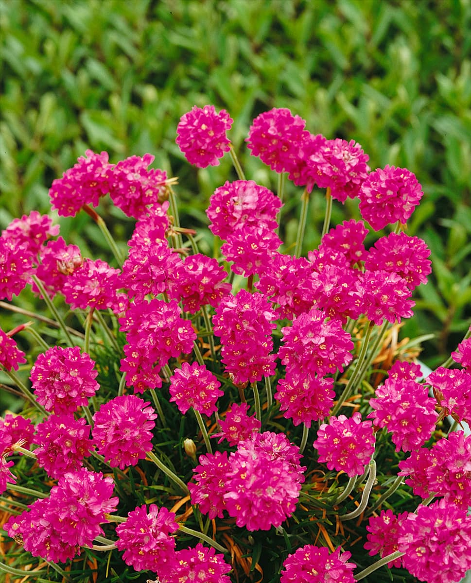 ARMERIA MARITIMA