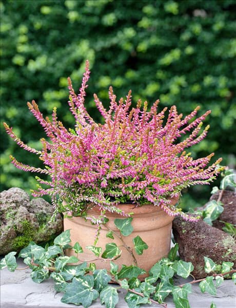 Calluna vulgaris Bonita