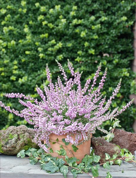 Calluna vulgaris Elsie Purnell