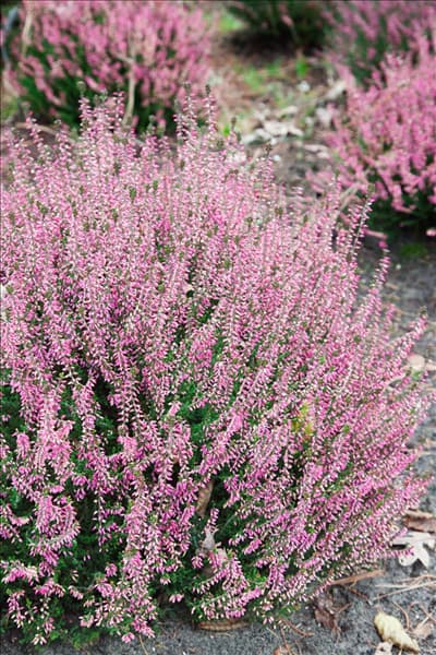 Calluna vulgaris Merlyn