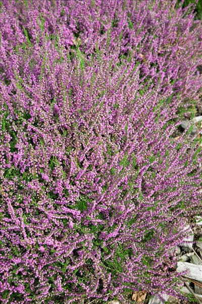 Calluna vulgaris Ide's Double