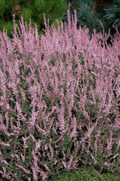 Calluna vulgaris H.E. Beale