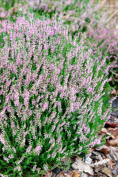 Calluna vulgaris Fritz Kircher