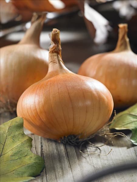 Allium cepa Stuttgarter Riesen