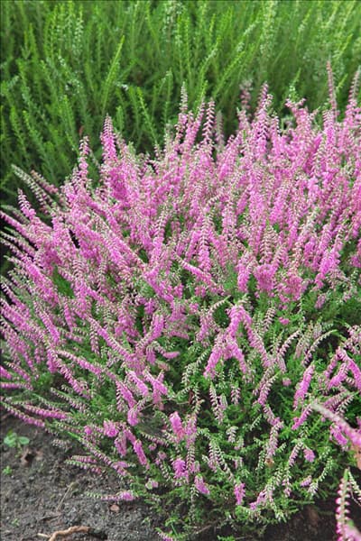 Calluna vulgaris Almie