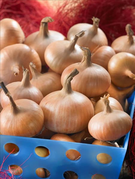 Allium cepa Stuttgarter Riesen