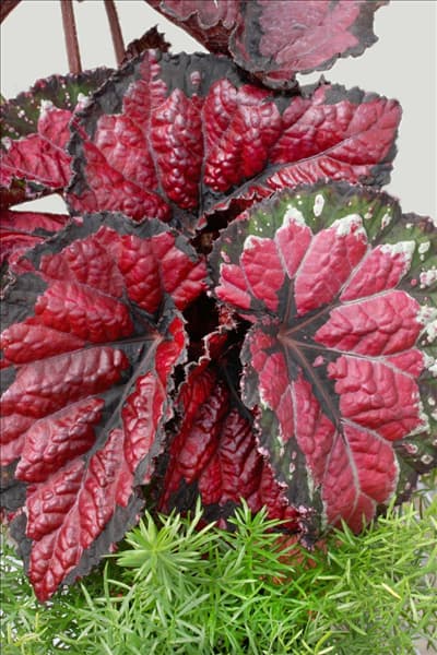 Begonia rex Maui Mist