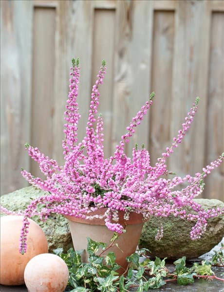 Calluna vulgaris Annemarie