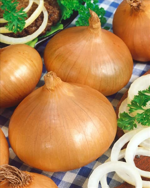 Zwiebel / Allium cepa var. cepa Stuttgarter Riesen