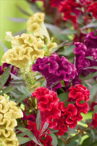 Celosia Twisted Hot Topic